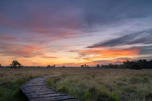 La bruyère de Strabrechtse