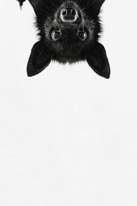 Fledermaus