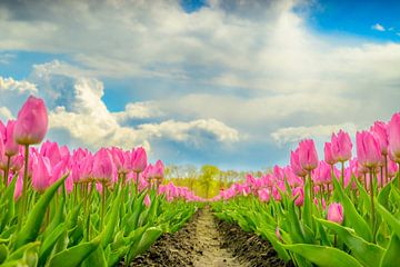 Tulpen in bloei in een veld tijdens de lente