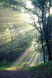 Overstraling in het bos