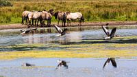 Duin scene, paarden en ganzen