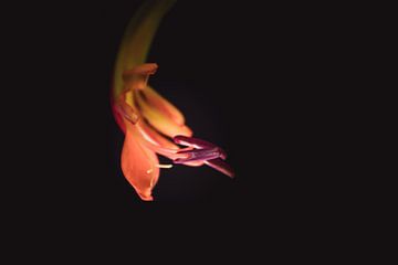 Little orange flame flower dark & moody van Sandra Hazes