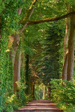 Imposing row of trees on estate by Jenco van Zalk