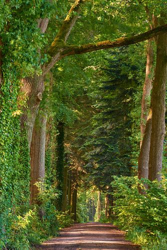 Imposing row of trees on estate
