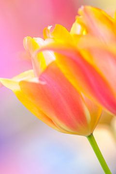 Tulips in spring with a colourful background by Bas Meelker