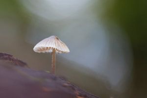 mushroom sur Pim Leijen