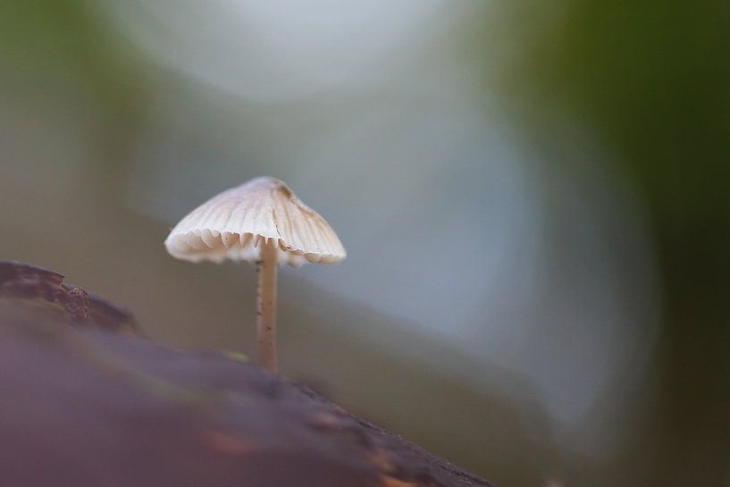paddenstoel par Pim Leijen