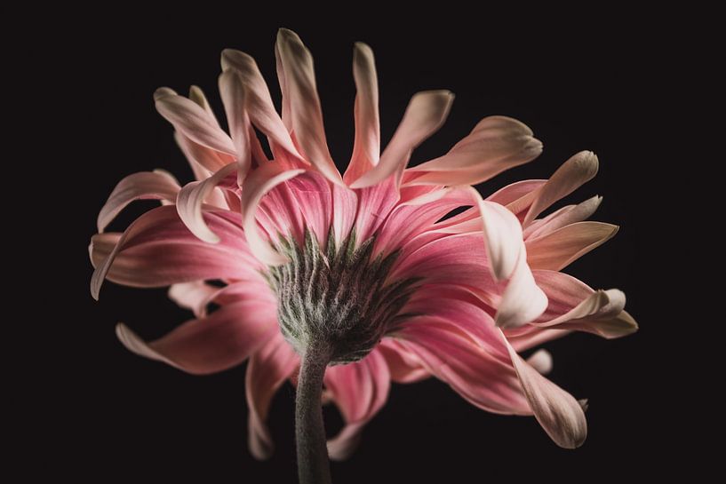 Fine art Gerbera by Sandra Hazes