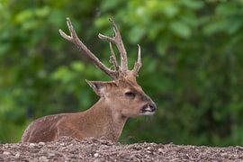 Wildschwein oder Schweinehirsch : Königlicher Burgers Zoo