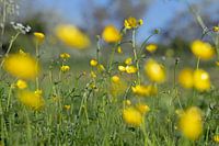 Buttercups sharpness depth
