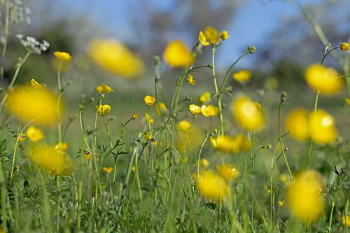Buttercups Schärfetiefe