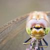Makro der Augen einer Libelle von Tim Emmerzaal