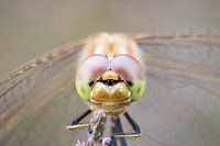 Macro des yeux d'une libellule