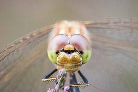 Macro des yeux d'une libellule sur Tim Emmerzaal