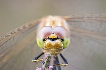 Macro des yeux d'une libellule sur Tim Emmerzaal