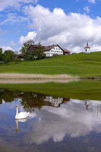 Schwan (Cygnus olor) im Hegratsrieder See bei Füssen im Ostallgäu, Allgäu, Bayern, Deutschland