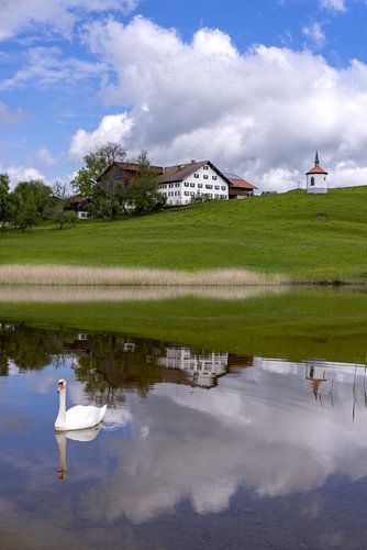 Zwaan (Cygnus olor) in Hegratsrieder See bij Füssen in de Ostallgäu, Allgäu, Beieren, Duitsland