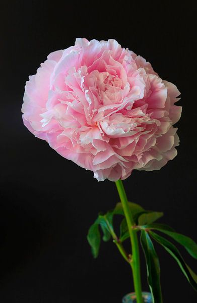 Still life with peony by Thomas Jäger