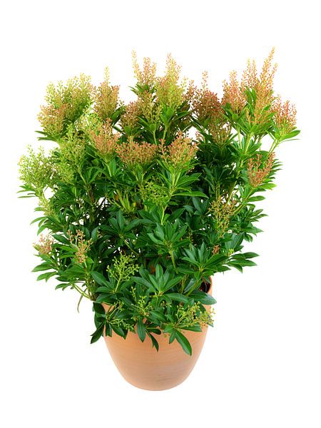 Japanese lavender heather in a flower pot on a white background by ManfredFotos