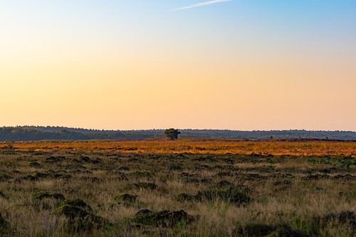 morning about the veluwe