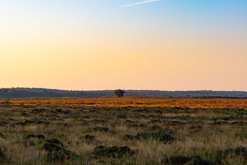 ochtend over de veluwe van Tania Perneel