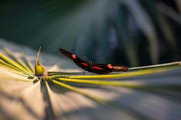 Vlinder op een groot blad van Daniëlle Langelaar Photography