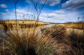 Nederlands Polder Uitzicht