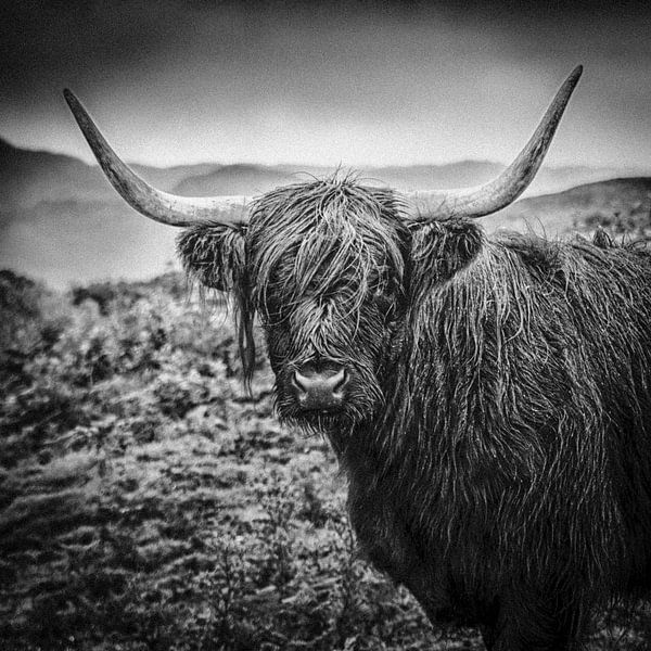 Highlander écossais par Freddy Hoevers