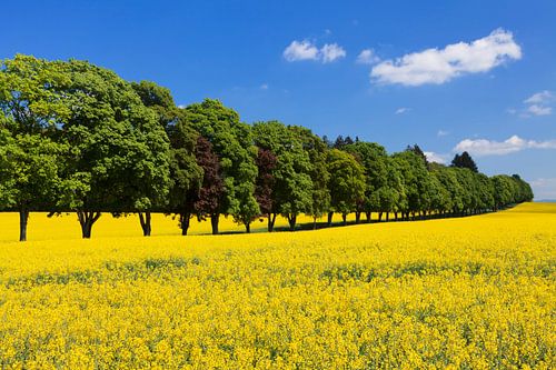 Avenue of trees and rape field in spring