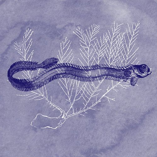 Delftsblauwe bandvis