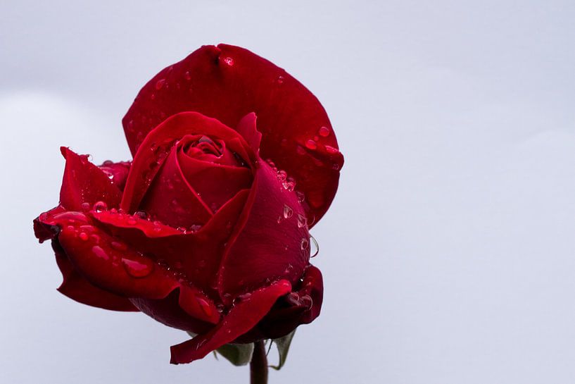 Red Rose with drops of rain van Foto van Anno