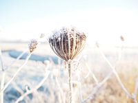 Winter wonderland