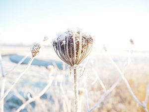 Winter wonderland