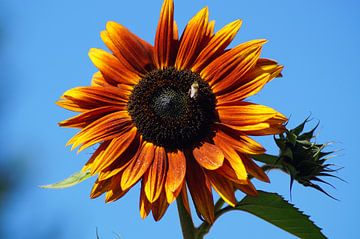 Tournesol en fleur sur fond de ciel bleu sur Karsten Mücke
