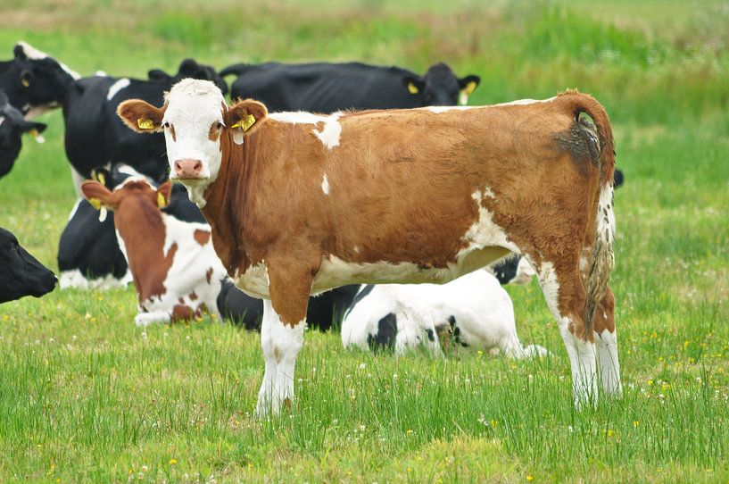kalf in de scheltingapolder oldeholtpad by Marten Wieringa