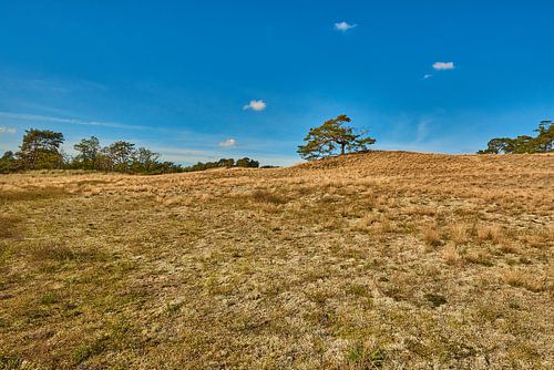 L'arbre aux trois nuages sur Andreas Huth