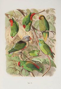 Différents oiseaux, Anton Reichenow sur Teylers Museum