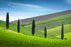 Vijf cipressen op glooiende heuvels in Terricciola, Toscane