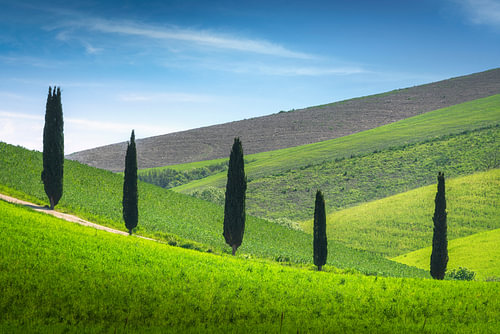 Five Cypress Trees on Rolling Hills in Terricciola, Tuscany