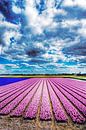 Bollenvelden in bloei van Wouter Sikkema thumbnail