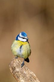 Mésange bleue (Cyanistes caeruleus)