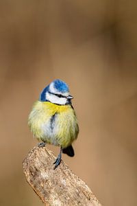 Mésange bleue (Cyanistes caeruleus) sur Dirk Rüter