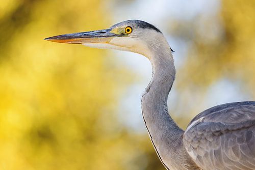 Graureiher von Meleah Fotografie