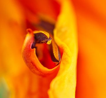 Oranje Lillie meeldraden van Iris Holzer Richardson