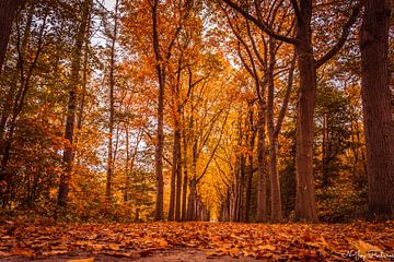 Kleurrijke Herfsttinten. van N-Joy Pictures