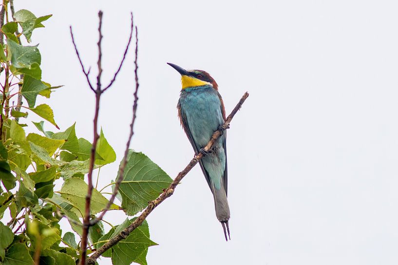 A colourful bee-eater bird sits on a branch and searches for prey for its offspring by Mario Plechaty Photography