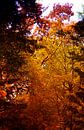 Kleurrijke natuur van John Smits thumbnail