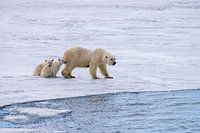 Mother polar bear hunting, her 2 cubs are safe with her.
