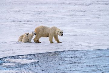 Moeder ijsbeer op jacht, haar 2 welpen zitten veilig bij haar. van Merijn Loch