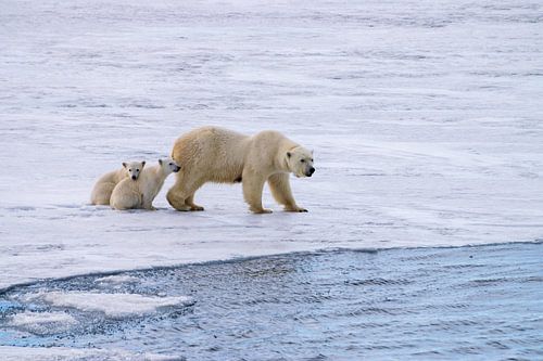 Mother polar bear hunting, her 2 cubs are safe with her.